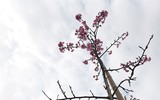 Anh đào Nhật Bản nở hoa, rực rỡ khoe sắc tại Hà Nội